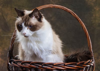 pet cat in a basket 