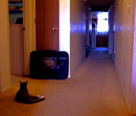 Abandoned Pet
