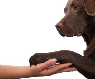 Assistance Animals