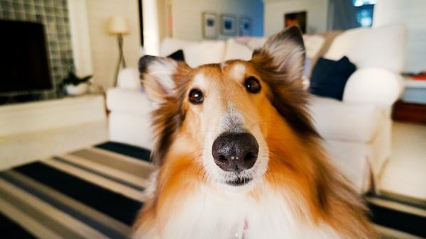 Rough collie pet dog inside the rental property