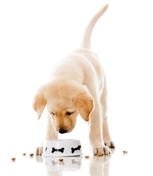 Cute puppy eating dog food - isolated over a white background
